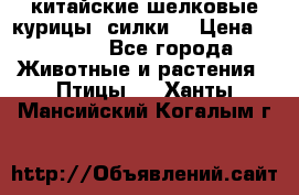 китайские шелковые курицы (силки) › Цена ­ 2 500 - Все города Животные и растения » Птицы   . Ханты-Мансийский,Когалым г.